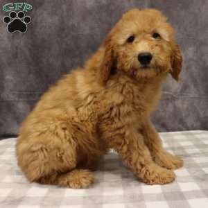 Molly, Mini Goldendoodle Puppy